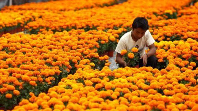 sector florícola en riesgo por pandemia