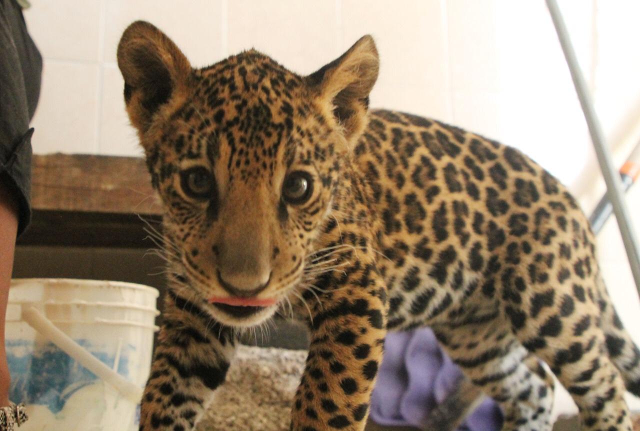 Jaguar bebé en Ecatepec