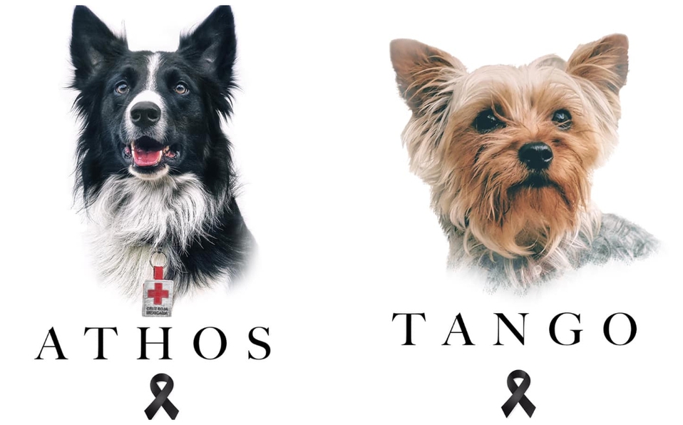 Tango y Athos, perros rescatistas