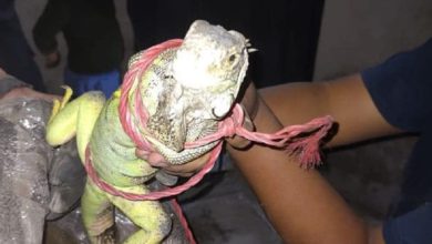 Iguana rescatada