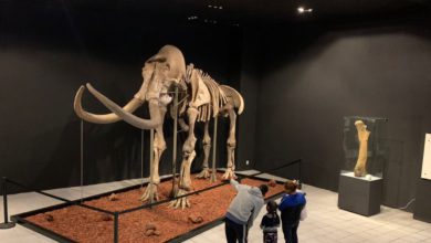 mamut gigante