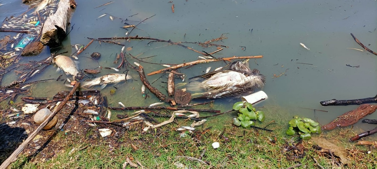 En la presa han muerto cientos de peces