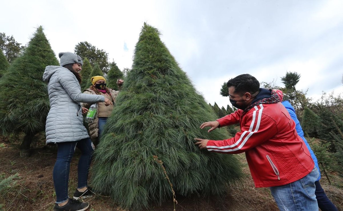 400 mil árboles navideños mexiquenses estarán disponibles para venta este  año – La Jornada Estado de México