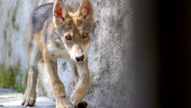 único centro de conservación y preservación de la especie de lobo gris mexicano