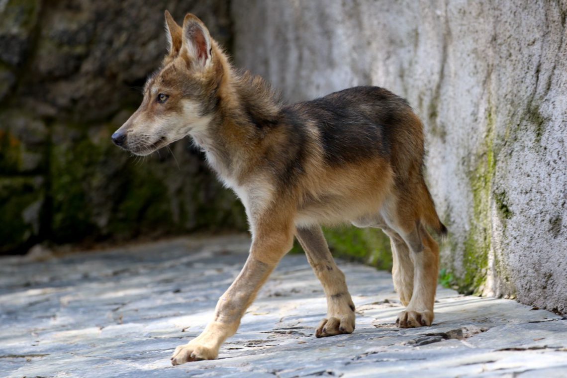 único centro de conservación y preservación de la especie de lobo gris mexicano