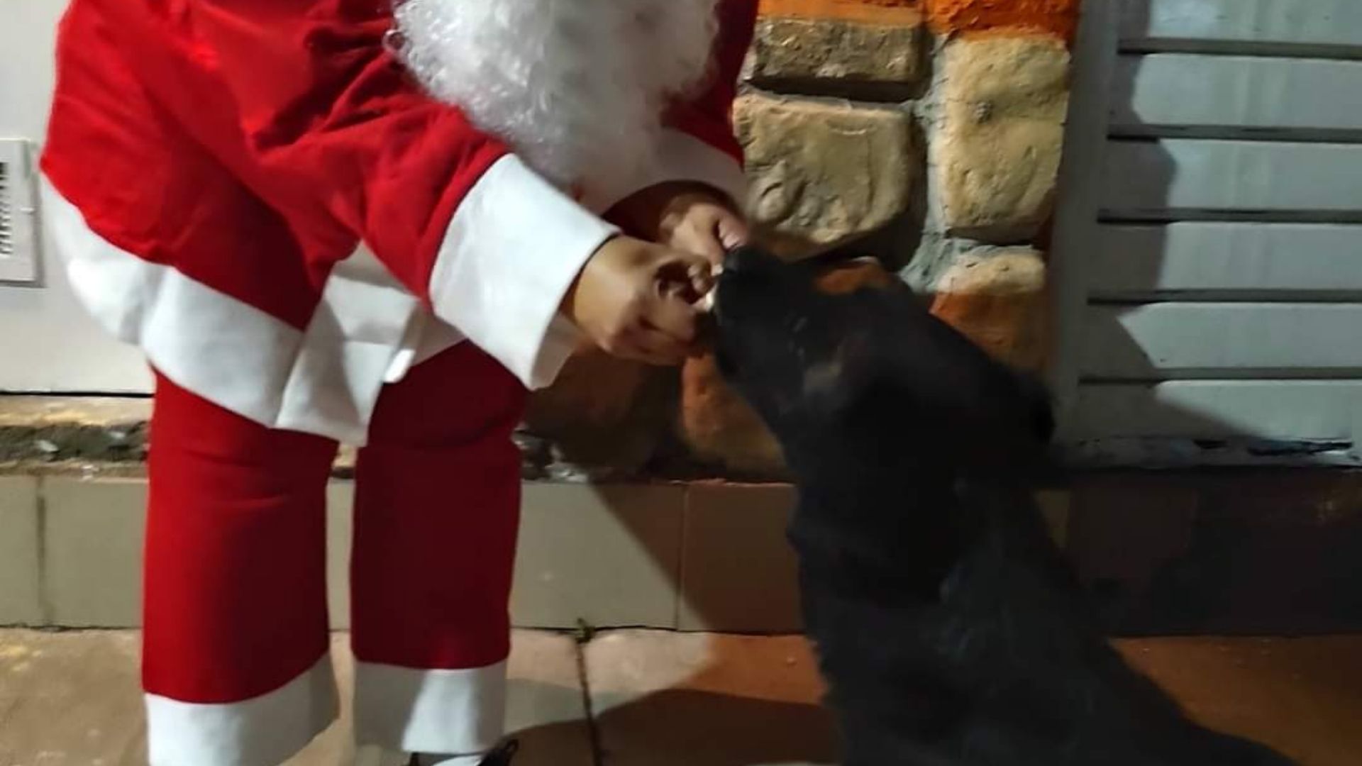 cenas navideñas para perros callejeros