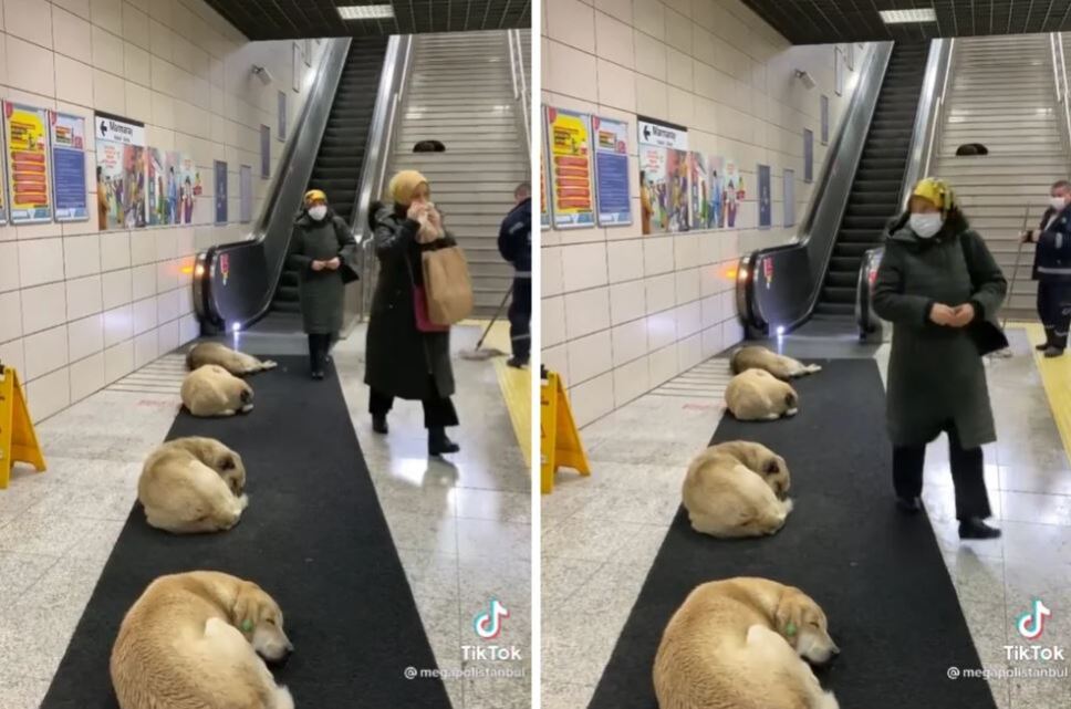 perros callejero duerman en el metro