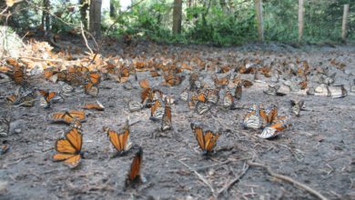 mariposas monarca en bosques de Atlautla