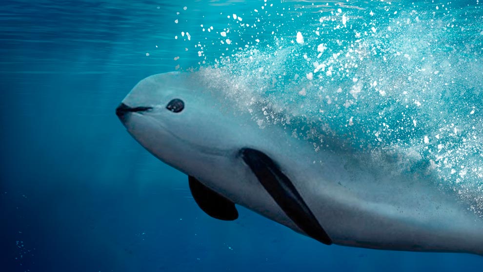 EU pide sancionar a México por no proteger a la vaquita marina