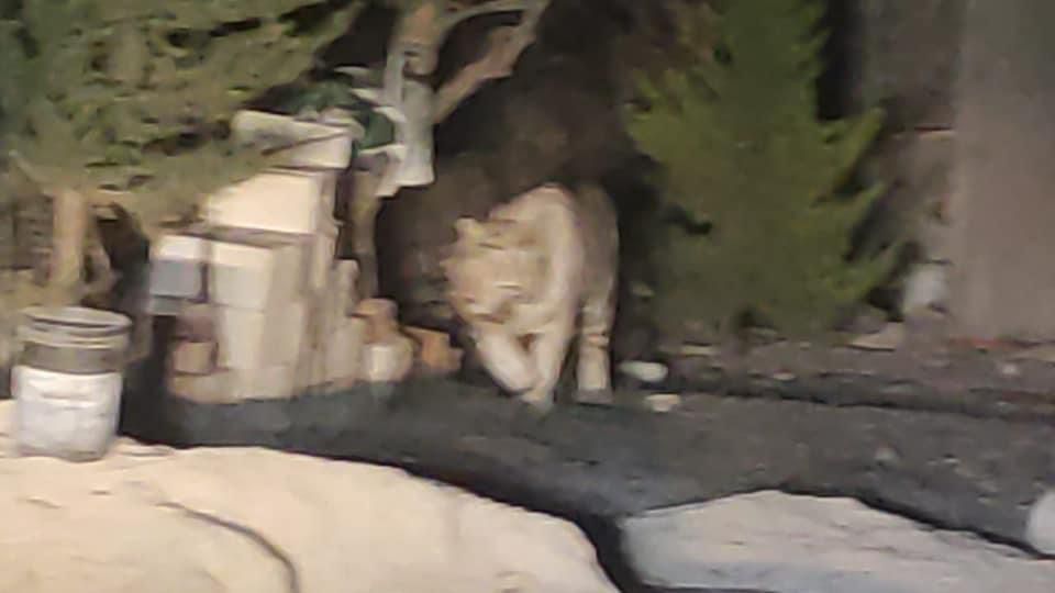 tigre blanco en calles de Querétaro