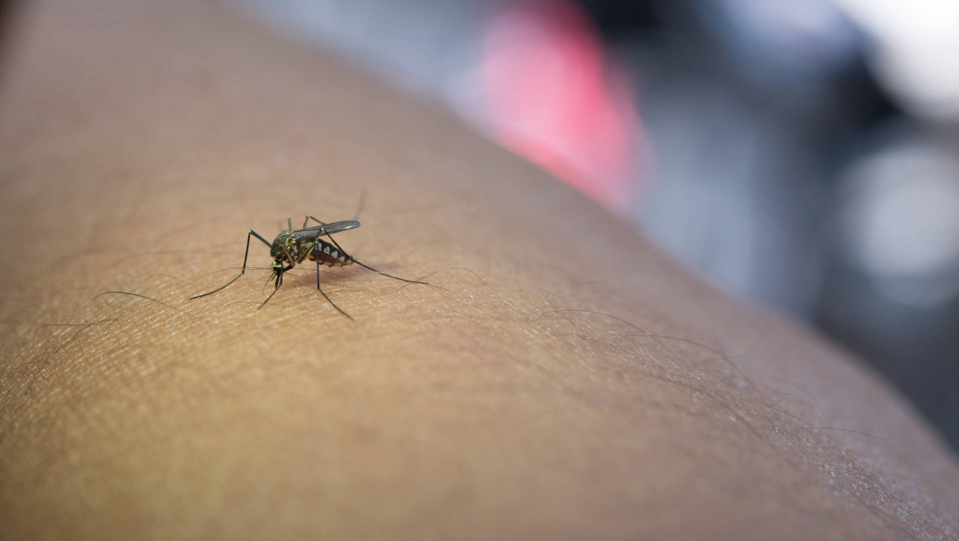 Dengue en el Edomex, 61 reportes de infectados. Del total de casos confirmados, 35 se consideran no graves