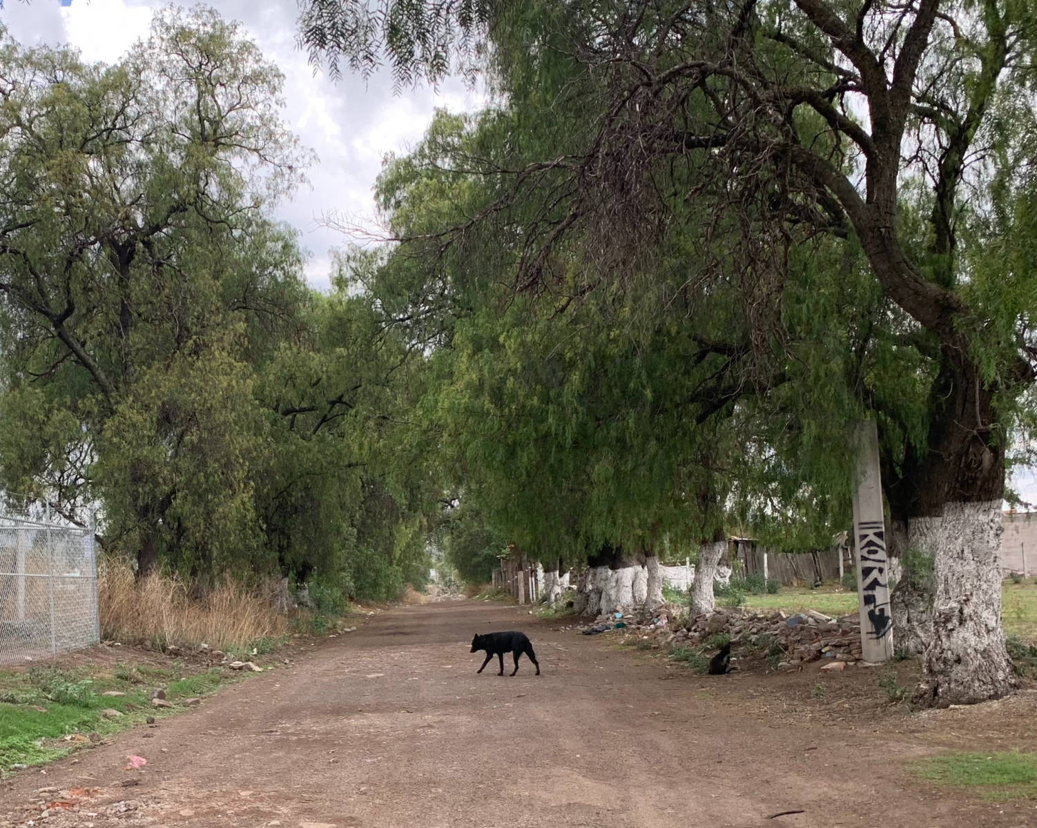ataques de perros en Teotihuacán