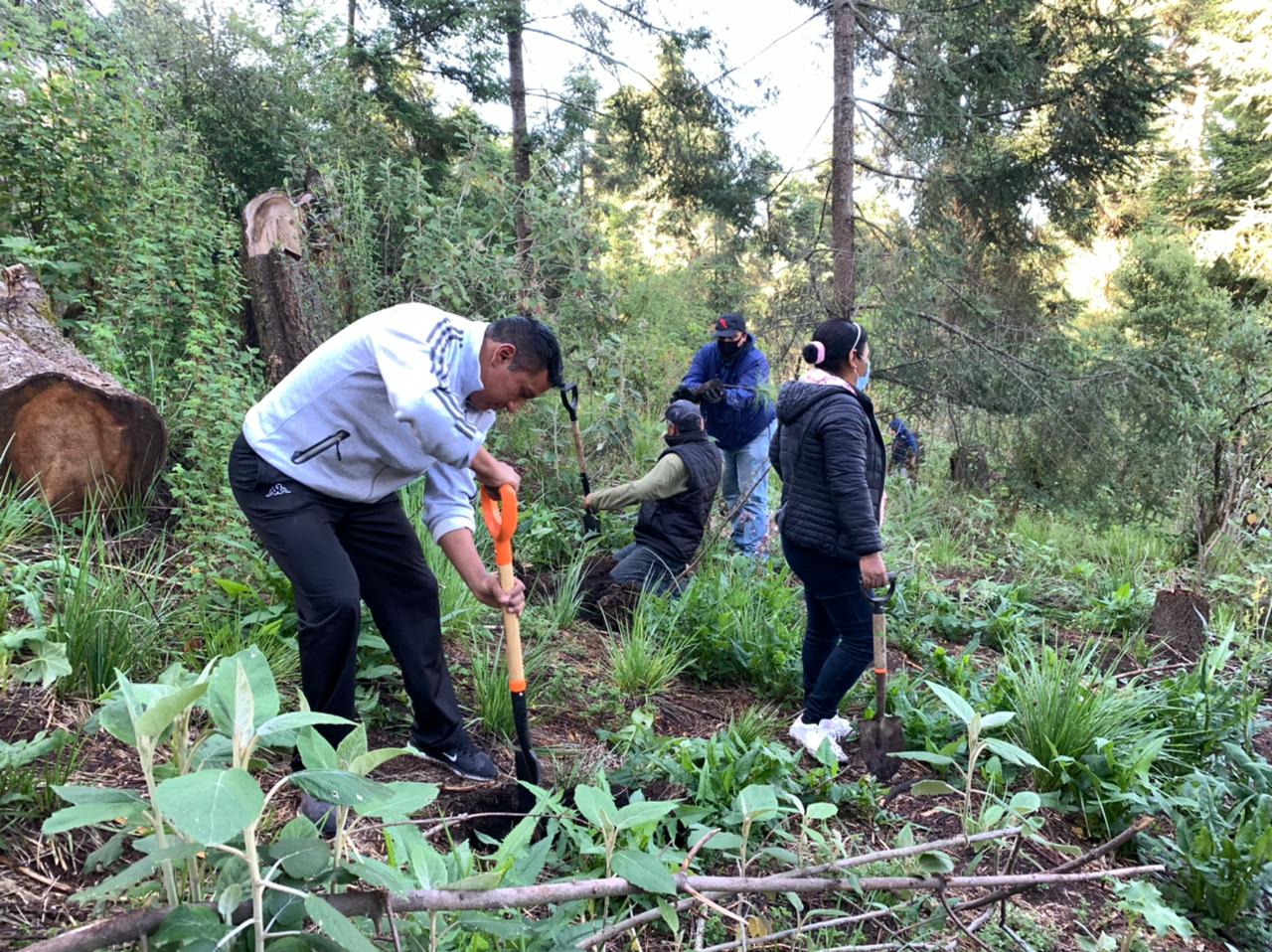Participan más de 500 voluntarios en primera reforestación en Amecameca