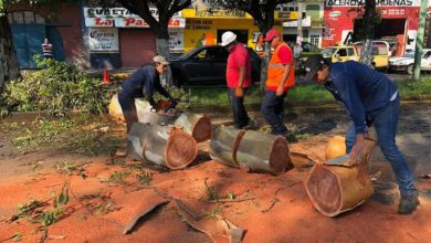 Derriban más de 500 árboles en Chalco