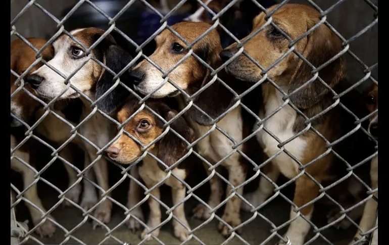 Perros beagles rescatados