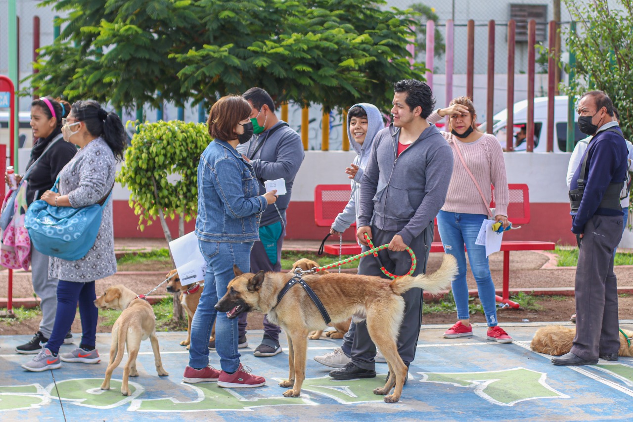 Perros callejeros en Chimalhuacán