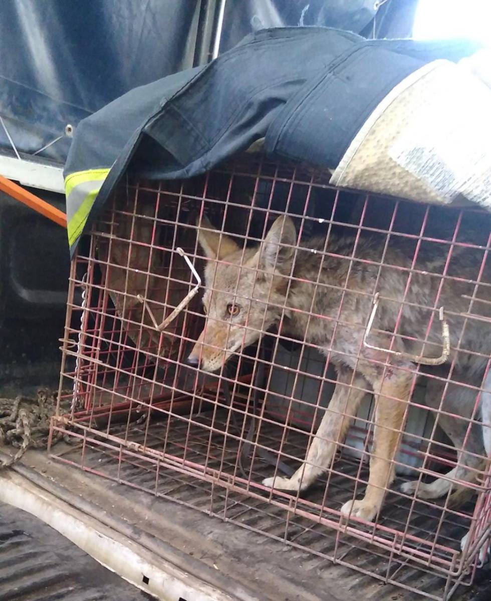 Coyote que deambulaba en Acolman es rescatado
