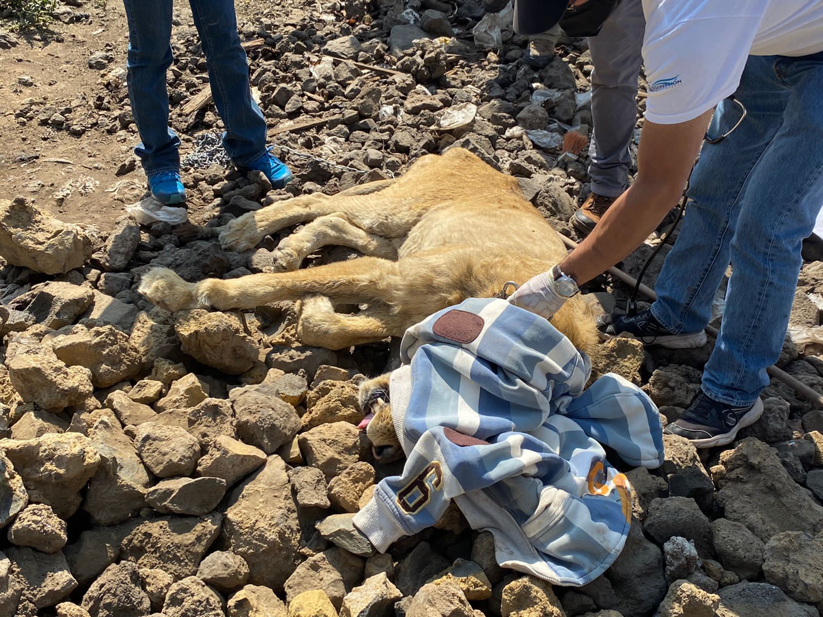 León rescatado en Chalco