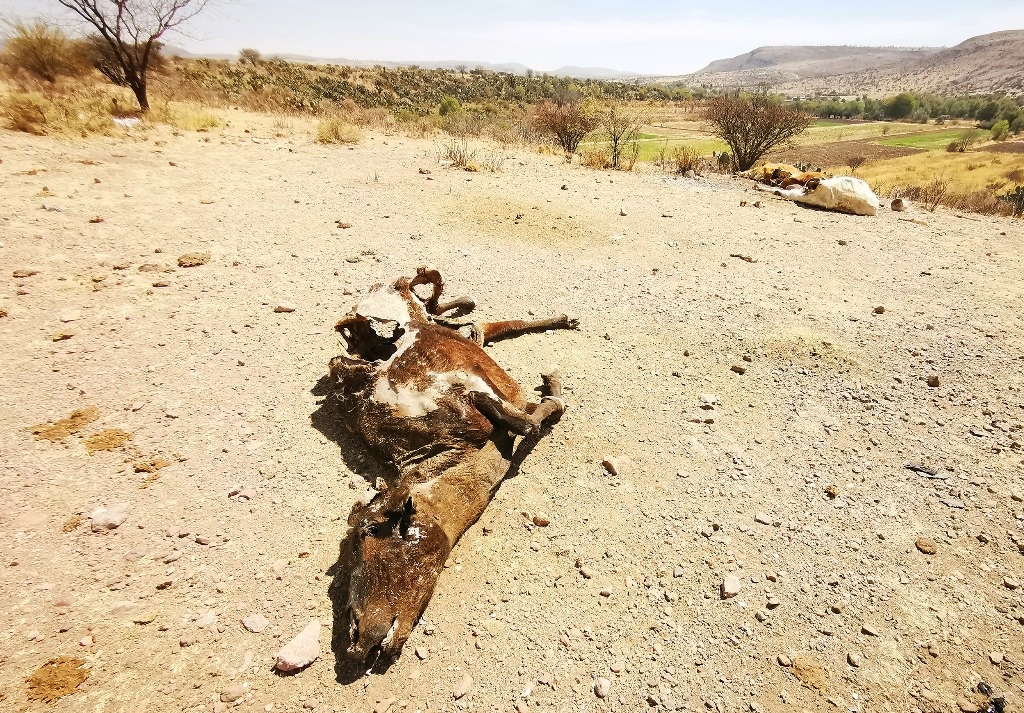 según el último reporte sobre el monitoreo de sequía en México (hasta el 31 de marzo) un poco más del 50 por ciento del territorio nacional se encuentra afectado por algún grado de sequía. Foto: La Jornada