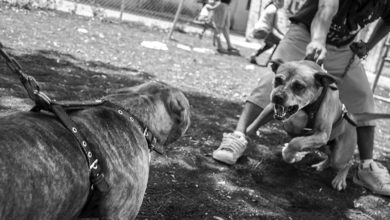 Naucalpan está prohibido tener criaderos de mascotas y más si son para hacer negocio de perros de ataque, que son potencialmente peligroso y que pueden terminar con una vida. Foto: Captura