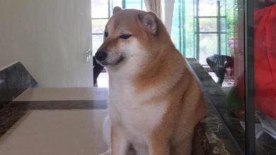 Foto de Cheems, el perro más popular de internet y protagonista de diferentes memes.