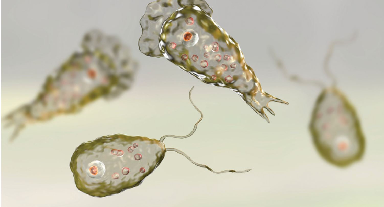 Foto de Naegleria fowleri mejor conocida como la ameba comecerebros y cuyos síntomas pueden llevar a la muerte.